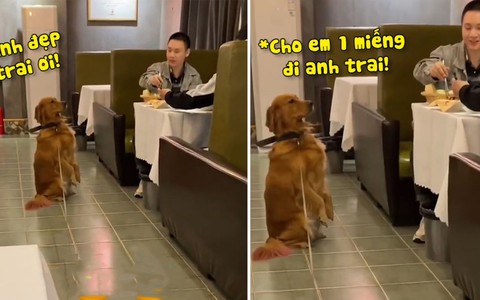 Chủ ngượng chín mặt khi chó cưng chạy qua bàn trai đẹp xin ăn