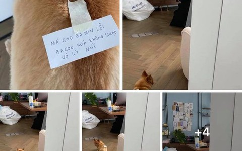 Chồng dùng cún cưng đưa thư để xin lỗi vợ bầu