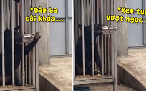 Chú chó tự mở chốt cửa chuồng trốn đi chơi