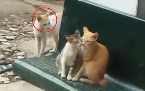 Chú mèo đau khổ vì bị người yêu cắm sừng