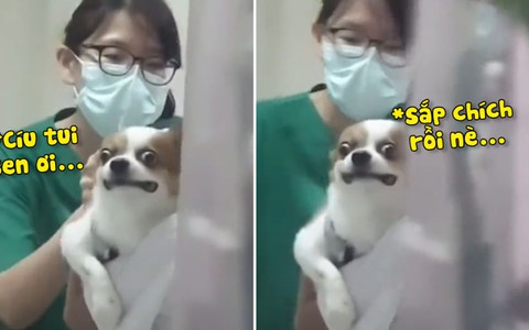 Chú chó kêu cứu khi bị bắt đi chích ngừa