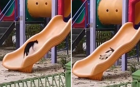 Chú mèo chơi cầu trượt một mình như đứa trẻ