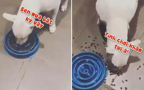 Chú chó nóng tính khi bị sen chơi khăm