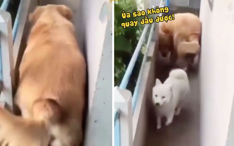 Chú chó mải không quay đầu được vì có vòng eo quá khổ