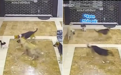 Chú mèo xả thân bảo vệ người yêu khỏi bầy chó dữ
