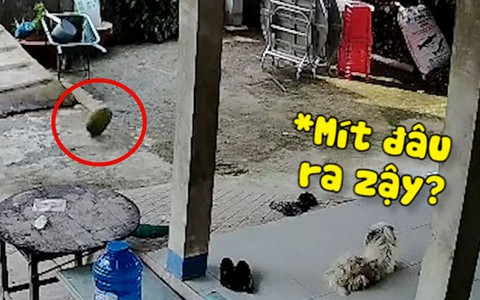 Chú chó bối rối vì quả mít 'trên trời rơi xuống sân'