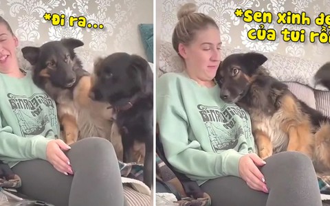 Chú chó tủi thân khi bị đồng bọn giành mất cô chủ
