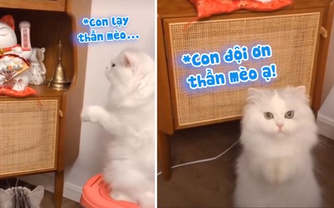 Chú mèo chắp tay vái lạy xin lộc 'cho sen nhiều tiền'