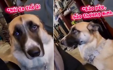 Chú chó hờn dỗi vì tưởng sen hết yêu mình