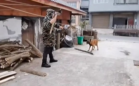 Chú chó đùa nhây làm sen nổi quạu