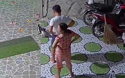 Vợ chồng nhảy mua vui giúp chú chó được giải cứu ở lò mổ về bớt sợ
