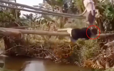 Chàng trai đi cầu khỉ bị bạn chơi khăm, ngã xuống kênh
