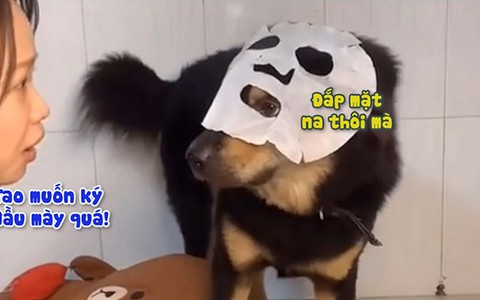 Cô chủ giật mình khi thấy chó cưng đắp mặt nạ nằm sát hông