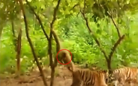2 chú hổ nổi quạu vì bị khỉ đu cây túm đuôi, véo tai