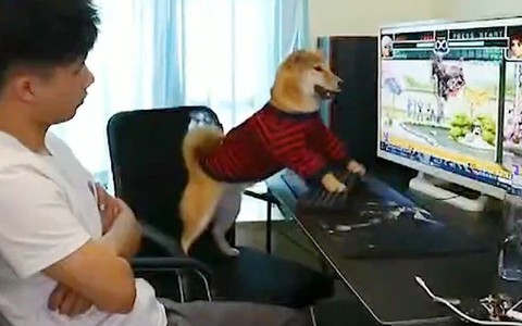 Chú chó nổi đóa vì đang chơi game bị chủ tắt màn hình