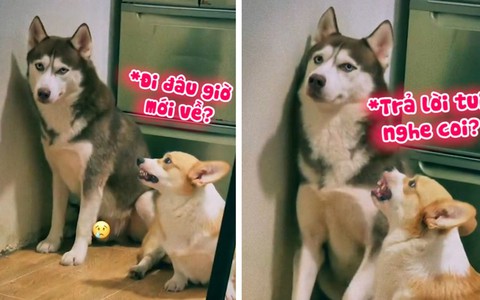 Husky ham chơi bị 'bạn đời' mắng