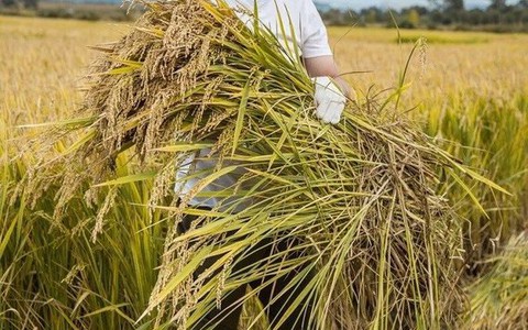 Vừa lấy lại tiếng tăm, ‘Nhĩ Khang' Châu Kiệt lại gây phẫn nộ