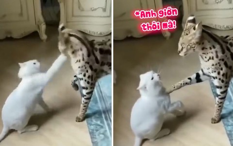 Linh miêu xin lỗi rối rít khi làm bạn đời nổi quạu