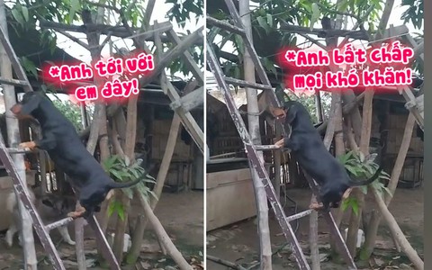 Chú chó leo cầu thang để chạy theo tiếng gọi tình yêu