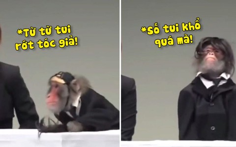Chú khỉ lên tivi bối rối vì làm rớt tóc giả