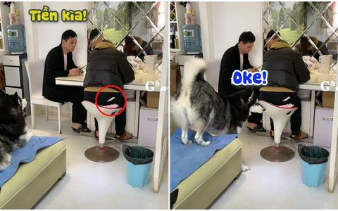 Ông chủ xúi giục husky lấy trộm tiền của vợ