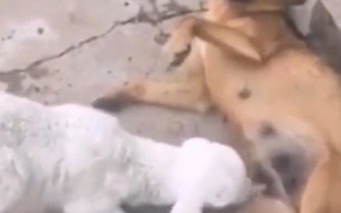 Cô chó cam chịu cho dê con bú sữa khi tự vệ thất bại