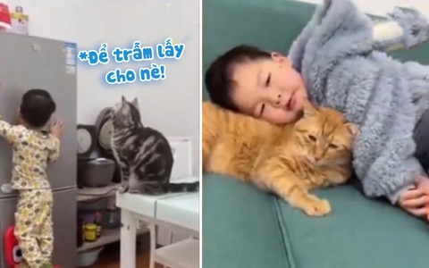 Cậu bé dạy bảo, chiều chuộng các chú mèo