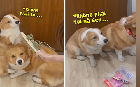Corgi run cầm cập khi sen hỏi tội ăn vụng