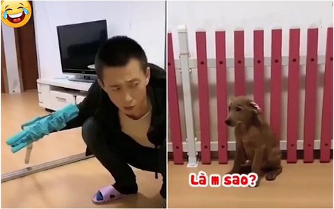 Chú chó ấm ức vì đồng bọn cắn chổi lau nhà nhưng chỉ mình bị đánh