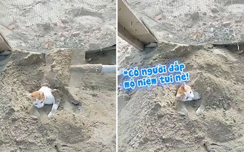 Chú mèo tinh nghịch gặp anh thợ hồ vui tính