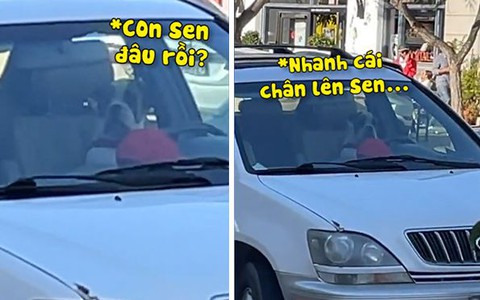 Chú chó ngồi trong ôtô bóp còi inh ỏi gọi cô chủ