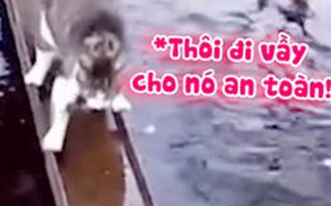 Chú mèo trổ tài qua cầu siêu hài hước
