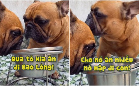 Sen khổ sở với 2 chú chó bull giành đồ ăn