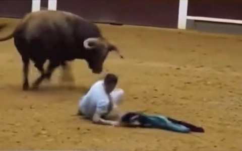 Video hài nhất tuần qua: Chàng trai ngã ngửa vì bò tót ngáng chân