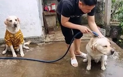 Chủ nổi quạu với cún cưng vì vừa mặc áo đẹp đã nhảy tắm ao