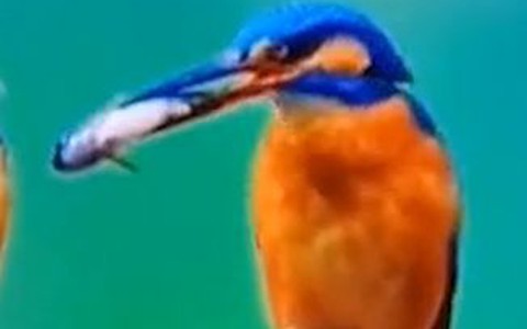 Chú chim bắt cá cho bạn đời ăn để xin lỗi nhưng bất thành