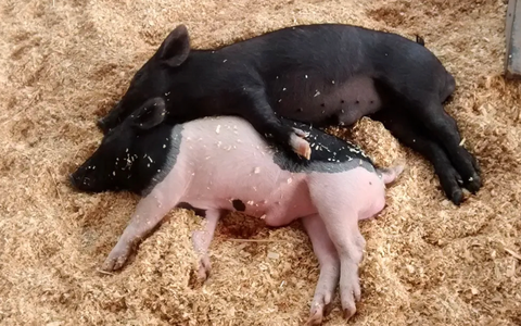 Từ điển dùng để phiên dịch 'tiếng lợn'