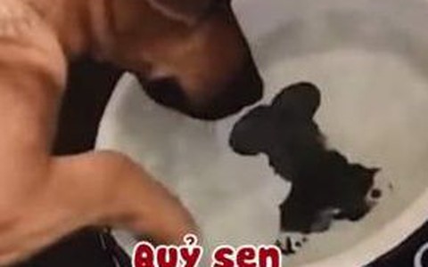 Chú chó ngáo ngơ mãi không mò được khúc xương