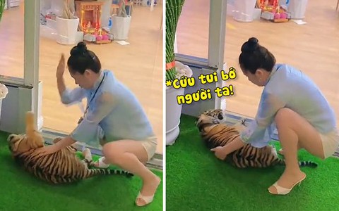 Video hài nhất tuần qua: Chú hổ bị người phụ nữ đánh tới tấp