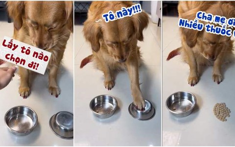 Chú chó ngậm ngùi uống thuốc khi chọn sai tô