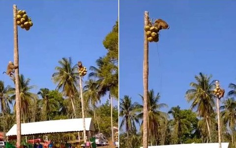 2 chú khỉ thi leo cây hái dừa