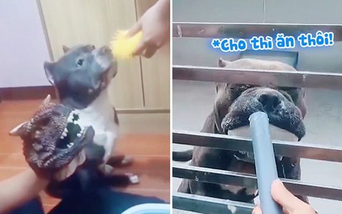 Sự khác nhau giữa dạy chó trên mạng và thực tế