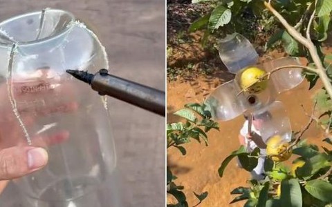 Cách hái quả trên cao mà không tốn sức