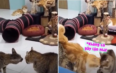 Chú mèo đến giải hòa khi thấy đồng loại đánh nhau