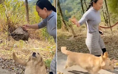 Cậu vàng mang tổ ong về báo hại cô chủ