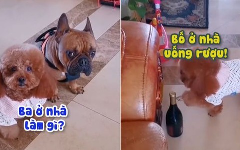 2 chú chó mách lẻo 'mẹ vắng nhà ba uống rượu'