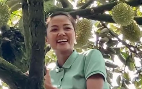 Thót tim theo dõi H'Hen Niê leo cây sầu riêng cao hơn 5m