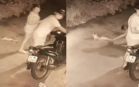 Con mèo nằm giữa đường thoát chết trong gang tấc