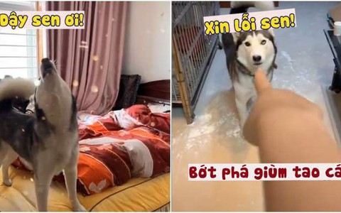 Cô chủ điên đầu với husky siêu quậy