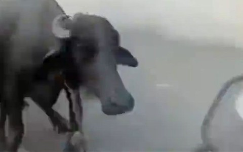 Ở đây sương khói mờ nhân ảnh, chú trâu suất hiện giật cả mình